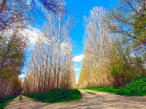 Un choix entre deux voies sur Armand Baptiste