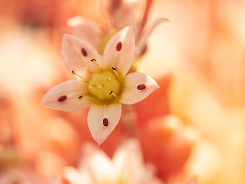 Vetplant Sedum Album - Serie 2/3