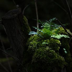 Natur von Frank Lavooij