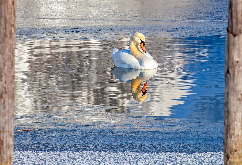 A white swan by Christa Kramer