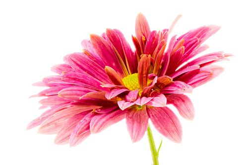 Aster bloem op witte achtergrond