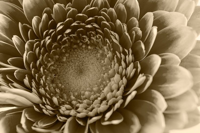 Photographie avec des fleurs et une touche d'art par Jolanda de Jong-Jansen