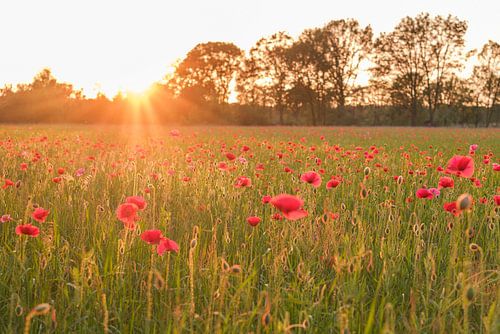 sunset poppy field
