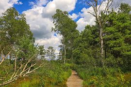 On boardwalks through the Wurzacher Ried - Landkreis Ravensburg by BlattArt - Christine Horn