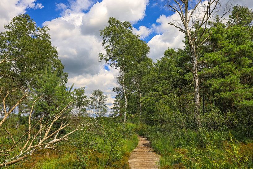 On boardwalks through the Wurzacher Ried - Landkreis Ravensburg by BlattArt - Christine Horn