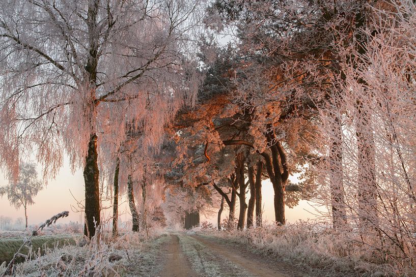 Hoarfrost on the trees become illuminated by the rising sun by Paul Wendels
