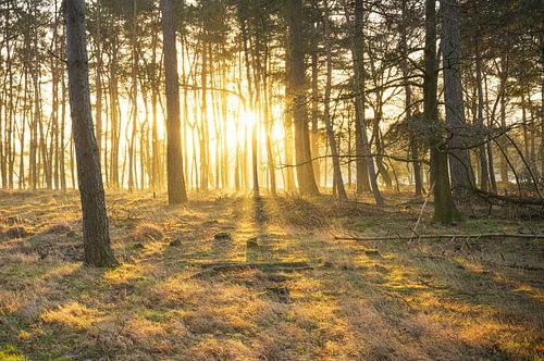 Dwingelderveld (Nederland)