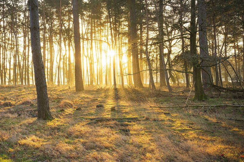 Dwingelderveld (Niederlande) von Marcel Kerdijk