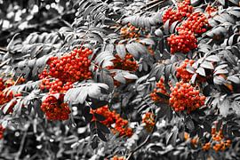 Natuurlijk en dan anders gekleurd van Jolanda de Jong-Jansen