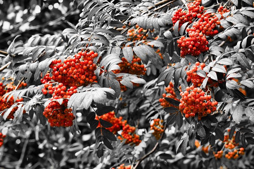 Naturel puis coloré différemment par Jolanda de Jong-Jansen