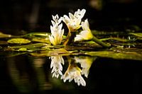 Umhang Seerose