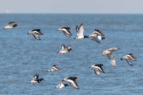 Vogels aan het strand