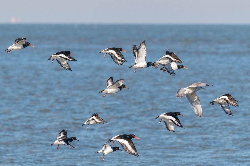 Vögel am Strand von Henk Verstraaten