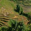 Vietnam: Omgeving Sa Pa (Sa Pa) van Maarten Verhees