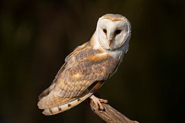 Schleiereule, Tyto alba