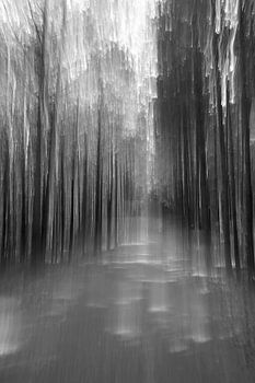 Radweg im Wald, schwarz-weiss