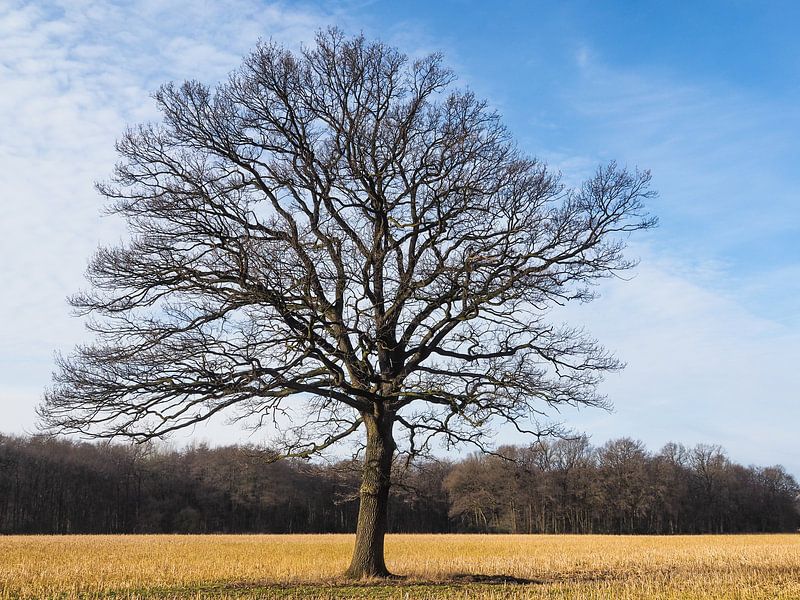 Oak Quercus by Katrin May