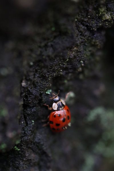 Coccinelle par Benny's foto's