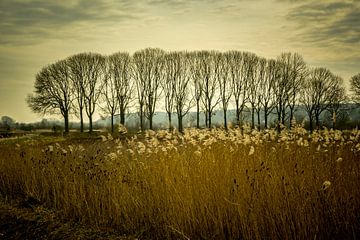 De Ooijpolder bij Nijmegen