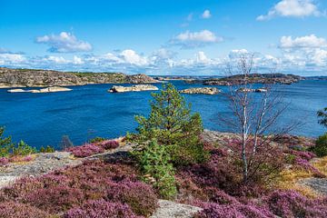 Landschaft auf der Insel Dyrön in Schweden von Rico Ködder
