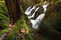 Waterval in bos van Sam Mannaerts thumbnail