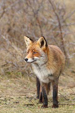 Vos (Vulpes vulpes) van Ronald Pol