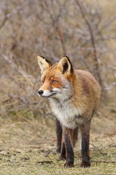 Fuchs (Vulpes vulpes) von Ronald Pol