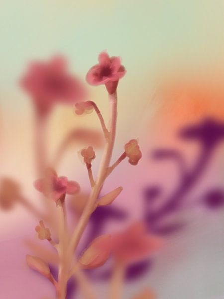 Floral Sunset by ArtFlow by Katharina Holmburger
