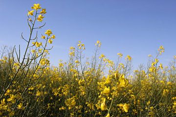 Rapsblüten im Frühling bei blauen Himmel in der Rhön