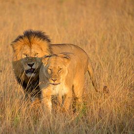 Lion and lioness on the savannah in Kenya by Jan Fritz