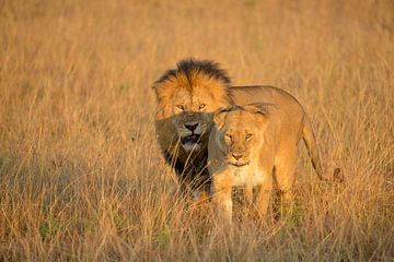 Leeuw en leeuwin op de savanne in Kenia van Jan Fritz