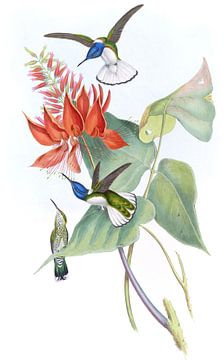 Jacobin, John Gould van Hummingbirds