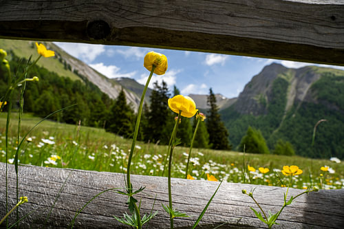 A blossoming Alpine landscape in East Tyrol