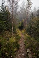 Mystical Forest Walk in the Belgian Ardennes