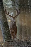 Red Deer *Cervus elaphus*