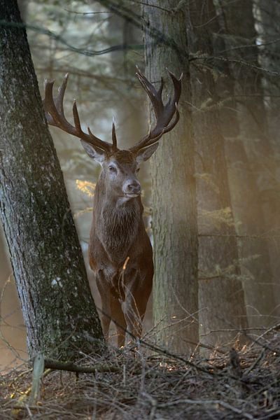 Red Deer *Cervus elaphus* by wunderbare Erde