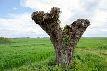 Alter verknoteter Weidenbaumstamm nach dem Niederwald, grünes Feld und bewölkter Himmel in Mecklenbu von Maren Winter