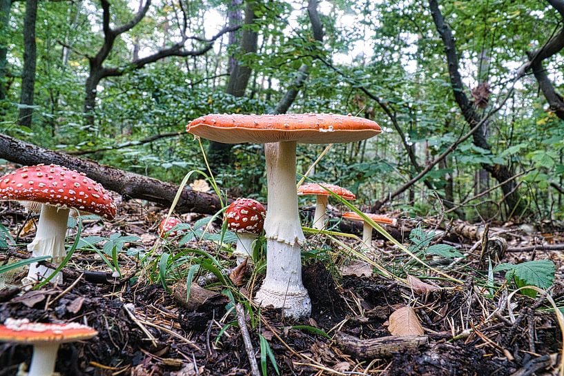 Délicate amanite tue-mouche blanche et rouge, sur le sol de la forêt. par Martin Köbsch