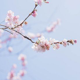 Blossom in bloom by Marlous de Raad
