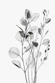 Eucalyptus von Poster Art Shop