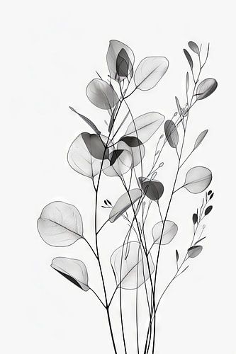 Eucalyptus