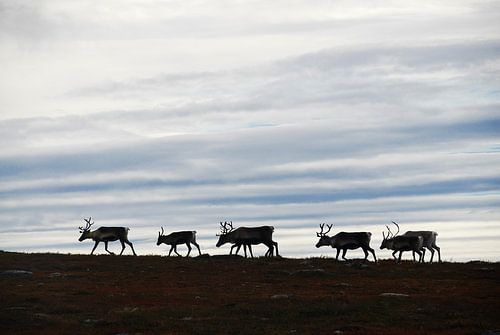 Reindeer in the north of Sweden