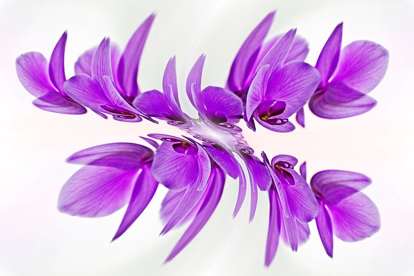 Orchidée papillon par CreaBrig Fotografie