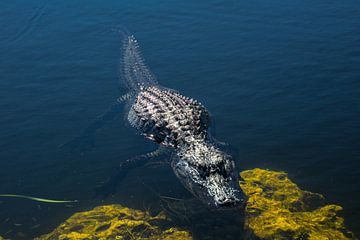 Verenigde Staten, Florida, Krokodil wacht in het water van everglades van adventure-photos