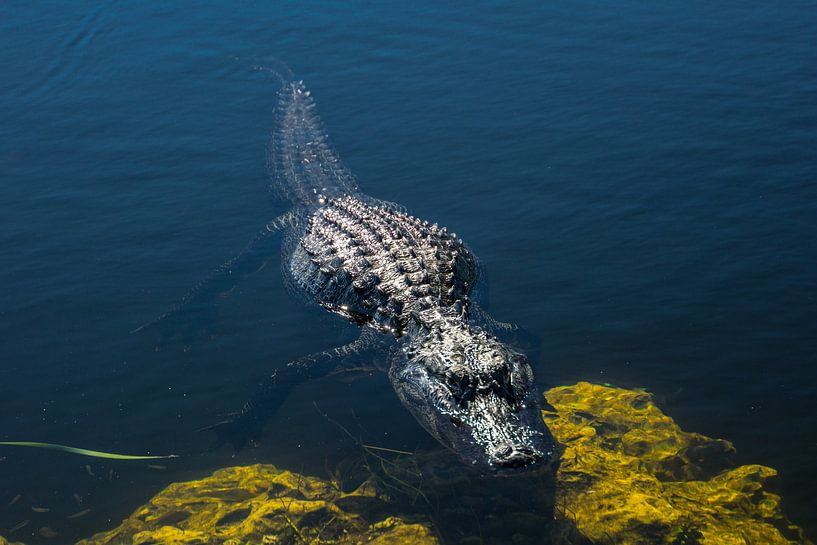 USA, Florida, Crocodile waiting in the water of everglades by adventure-photos