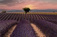 Lavendelfeld in der Provence von Peter Zendman Miniaturansicht