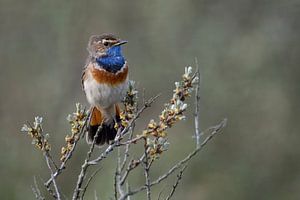 Gorge bleue / Gorge bleue ( Luscinia svecica) mâle adulte tacheté blanc, perché sur argousier, obser sur wunderbare Erde