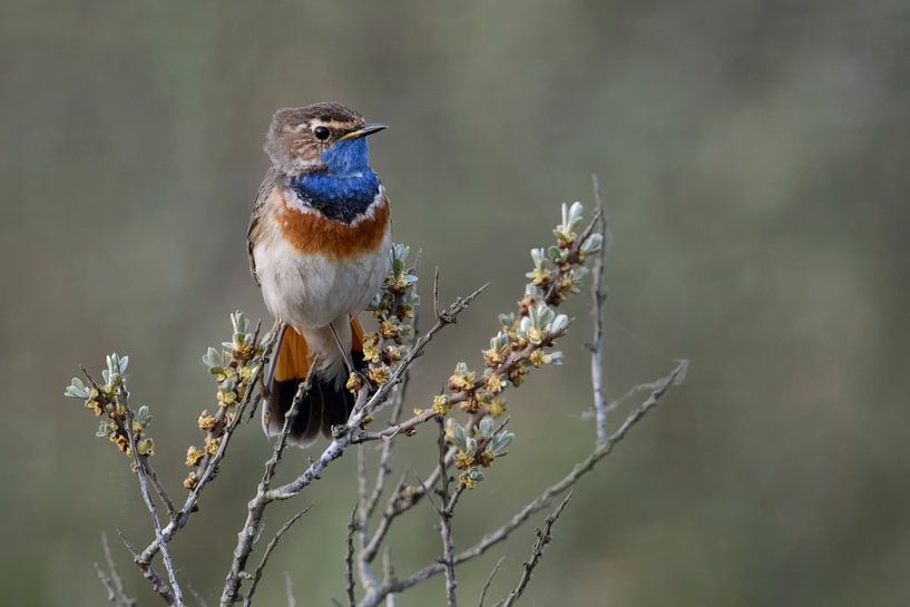 Blaukehlchen ( Luscinia svecica ), einer der schönsten einheimischen Singvögel von wunderbare Erde
