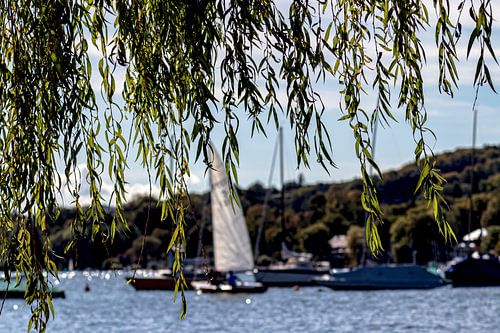 Lindeboom aan de Starnberger See