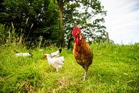 Kippen en Haan in de natuur